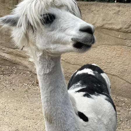 Modern And Cosy Ecolodge, Shared Heated Pool, Les Mathes