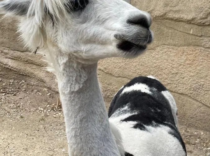 Modern And Cosy Ecolodge, Shared Heated Pool, Les Mathes